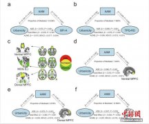 城市环境如何影响女性成长？中国团队发现或与青春期提前等有关